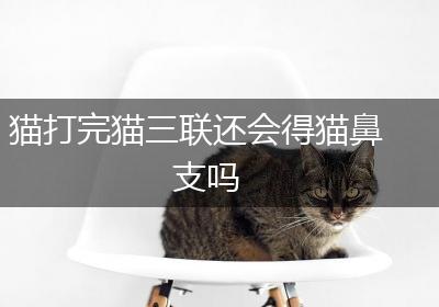 猫打完猫三联还会得猫鼻支吗