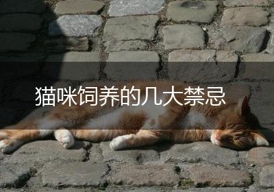 猫咪饲养的几大禁忌