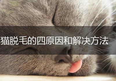 猫脱毛的四原因和解决方法