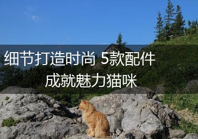 细节打造时尚 5款配件成就魅力猫咪