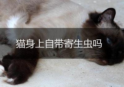 猫身上自带寄生虫吗