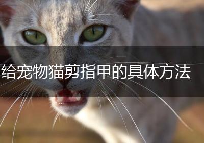 给宠物猫剪指甲的具体方法
