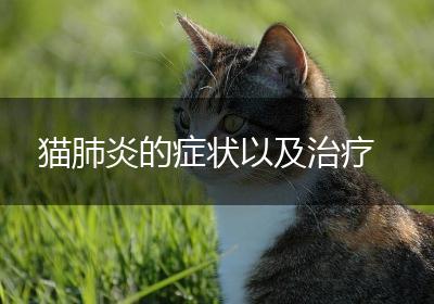 猫肺炎的症状以及治疗