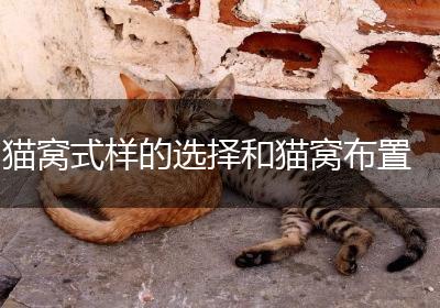 猫窝式样的选择和猫窝布置