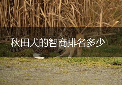 秋田犬的智商排名多少