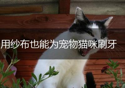 用纱布也能为宠物猫咪刷牙
