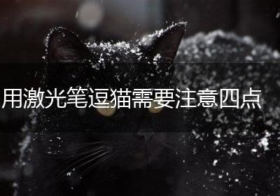 用激光笔逗猫需要注意四点