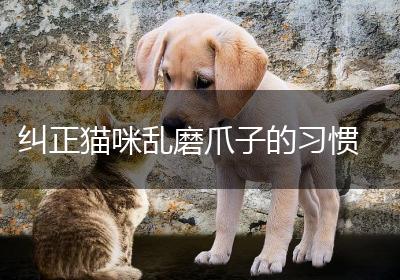 纠正猫咪乱磨爪子的习惯