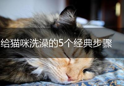 给猫咪洗澡的5个经典步骤