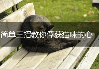 简单三招教你俘获猫咪的心