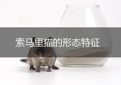 索马里猫的形态特征
