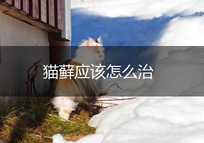 猫藓应该怎么治