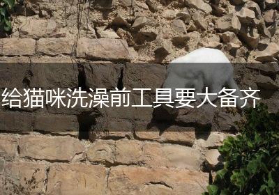 给猫咪洗澡前工具要大备齐