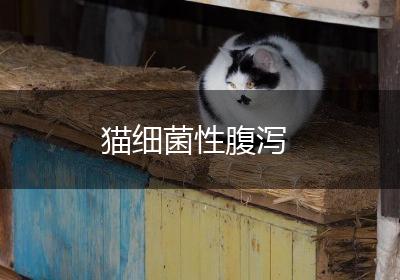 猫细菌性腹泻