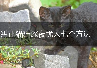 纠正猫猫深夜扰人七个方法