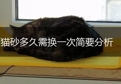 猫砂多久需换一次简要分析