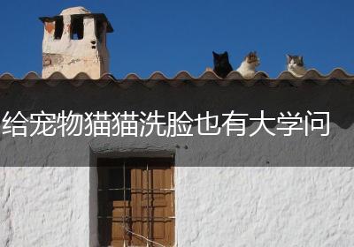 给宠物猫猫洗脸也有大学问