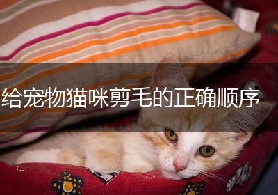 给宠物猫咪剪毛的正确顺序