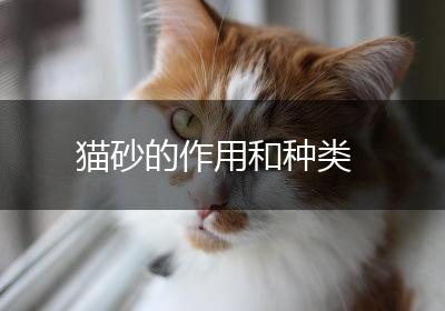 猫砂的作用和种类