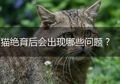 猫绝育后会出现哪些问题？