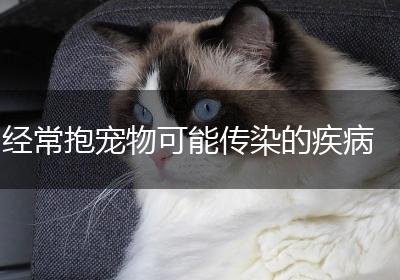 经常抱宠物可能传染的疾病
