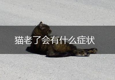 猫老了会有什么症状