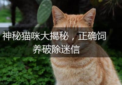 神秘猫咪大揭秘，正确饲养破除迷信
