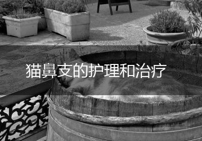 猫鼻支的护理和治疗