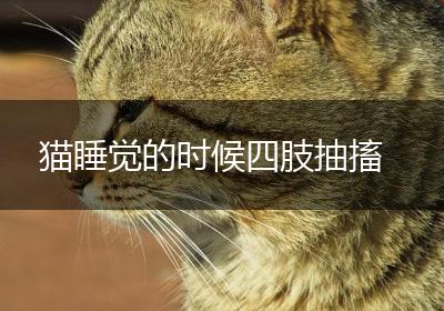猫睡觉的时候四肢抽搐
