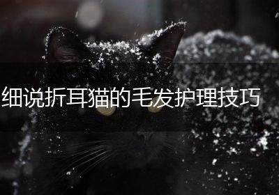 细说折耳猫的毛发护理技巧
