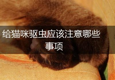 给猫咪驱虫应该注意哪些事项