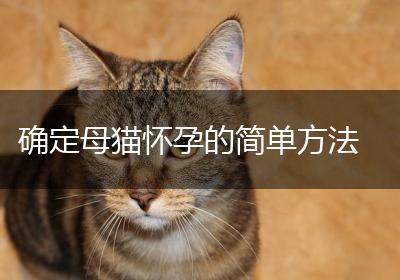 确定母猫怀孕的简单方法