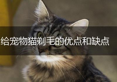 给宠物猫剃毛的优点和缺点