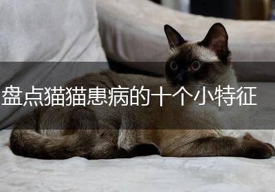 盘点猫猫患病的十个小特征