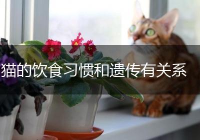猫的饮食习惯和遗传有关系