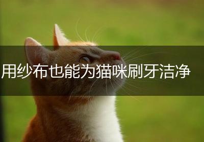 用纱布也能为猫咪刷牙洁净