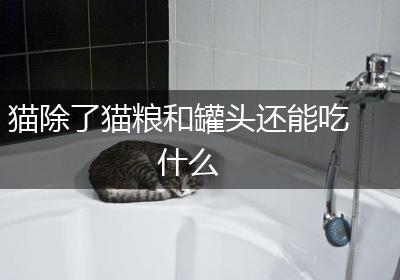 猫除了猫粮和罐头还能吃什么
