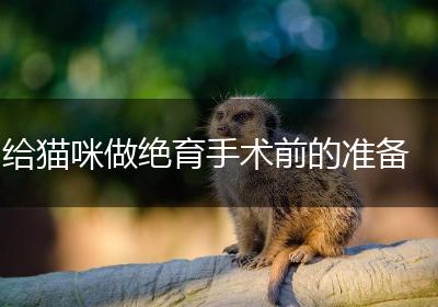 给猫咪做绝育手术前的准备