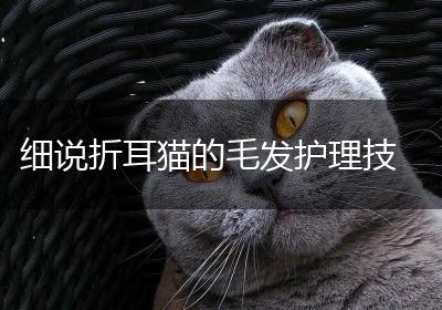细说折耳猫的毛发护理技