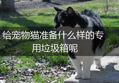 给宠物猫准备什么样的专用垃圾箱呢