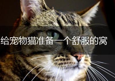 给宠物猫准备一个舒服的窝