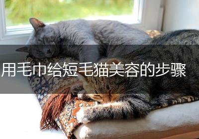 用毛巾给短毛猫美容的步骤