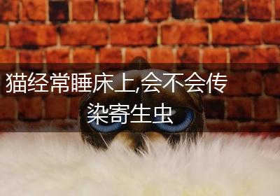 猫经常睡床上,会不会传染寄生虫