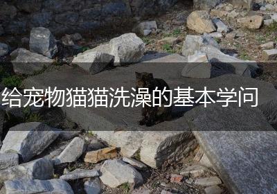 给宠物猫猫洗澡的基本学问