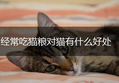 经常吃猫粮对猫有什么好处
