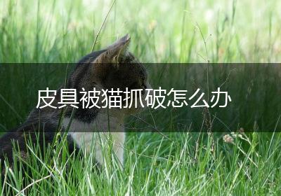 皮具被猫抓破怎么办