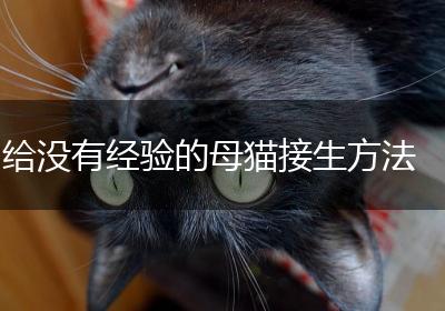 给没有经验的母猫接生方法