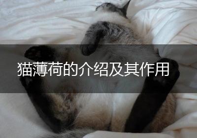 猫薄荷的介绍及其作用