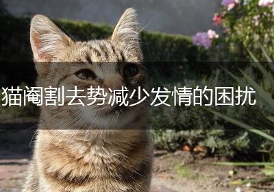 猫阉割去势减少发情的困扰