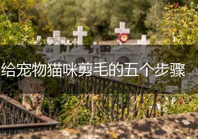 给宠物猫咪剪毛的五个步骤